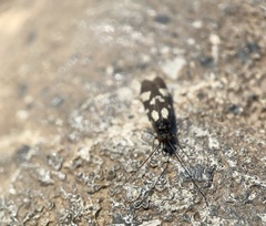 Chimarra texana