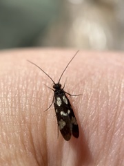 Chimarra texana