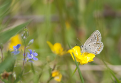 Polyommatus amandus