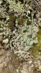 Airampoa ayrampo