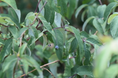 Lonicera mexicana