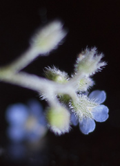 Myosotis arvensis
