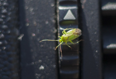 Neolygus contaminatus