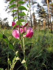 Corethrodendron fruticosum