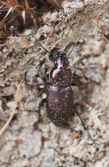 Poecilus lepidus