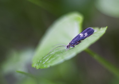 Neureclipsis bimaculata