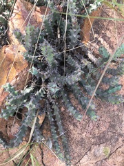 Euphorbia schinzii