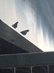 Columba livia domestica