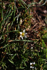 Romulea columnae