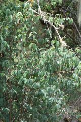 Lonicera mexicana