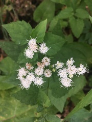 Ageratina altissima
