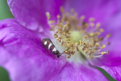 Micropterix aureatella