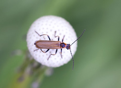 Cantharis figurata