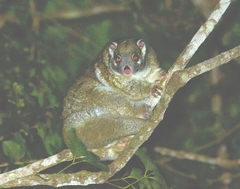 Pseudochirops archeri
