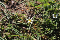 Romulea columnae