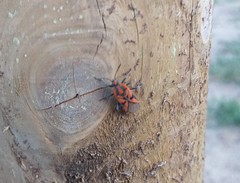 Spilostethus furcula