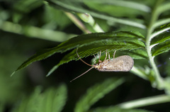 Limnephilus fuscicornis