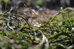 Romulea columnae