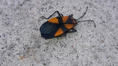 Oncopeltus orourkeae