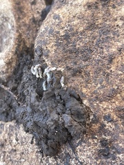 Termitinae