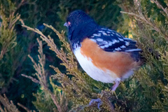 Pipilo maculatus