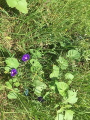 Ipomoea purpurea