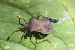 Coreus marginatus