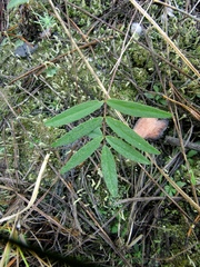 Gueldenstaedtia verna