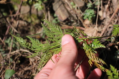 Asplenium adiantum-nigrum