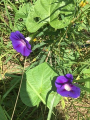 Ipomoea purpurea