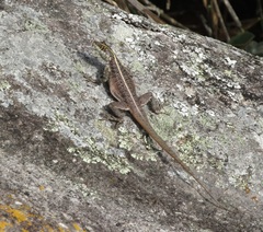 Tropidurus semitaeniatus