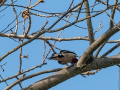Dendrocopos major