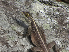 Tropidurus semitaeniatus