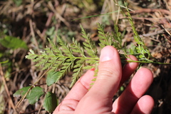 Asplenium adiantum-nigrum