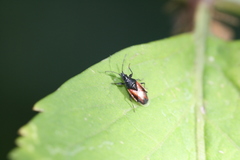 Oxycarenus lavaterae