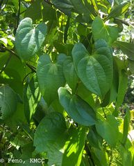 Dioscorea seriflora