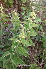 Ipomoea prismatosyphon