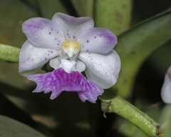 Aerides maculosa