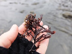 Melanthalia abscissa