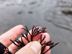 Melanthalia abscissa