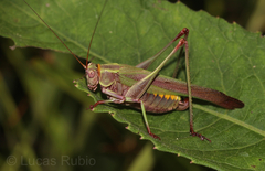 Enthephippion olivaceum