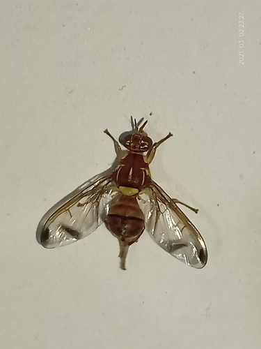 Melon Fly