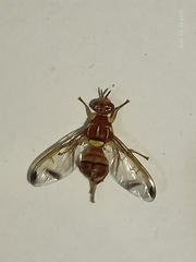 Melon Fly