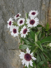 Macrolearia angustifolia
