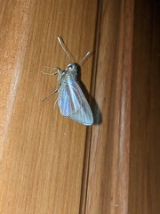 Carystoides cathaea