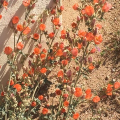 Sphaeralcea ambigua