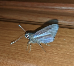 Carystoides cathaea