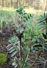 Astragalus suffruticosus