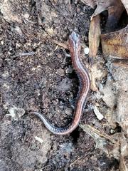 Plethodon cinereus