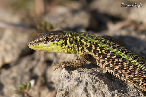 Italian Wall Lizard, photo 6 of 9